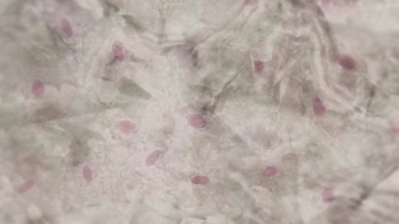 Баки Ханма 2 — кадр 1